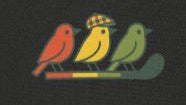 3 Little Birds